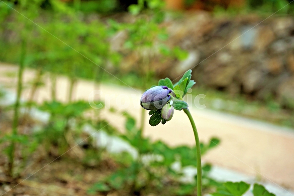 매발톱꽃,꽃,columbine,buds,leaves,beforeflowering,미나리아제비과,식물,자연,plants,nature,꽃,flower