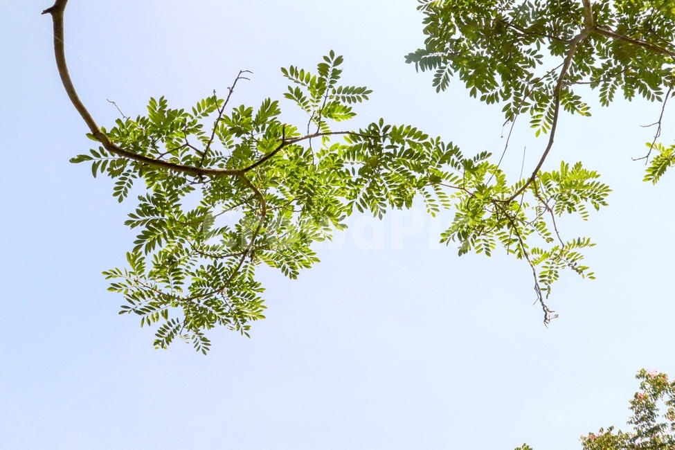 plant,식물,녹색,green,pottery,식물,자연,plants,nature