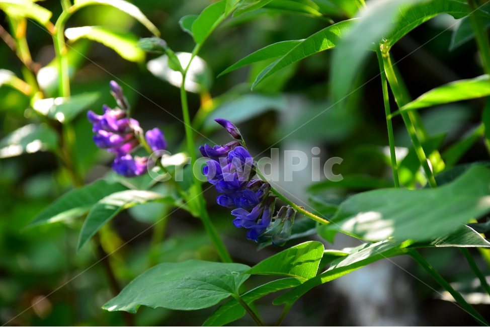 네잎갈퀴나물,야생화,꽃,식물,자연,생태,플라워,flower,plants,nature,식물,자연,plants,nature,꽃,flower