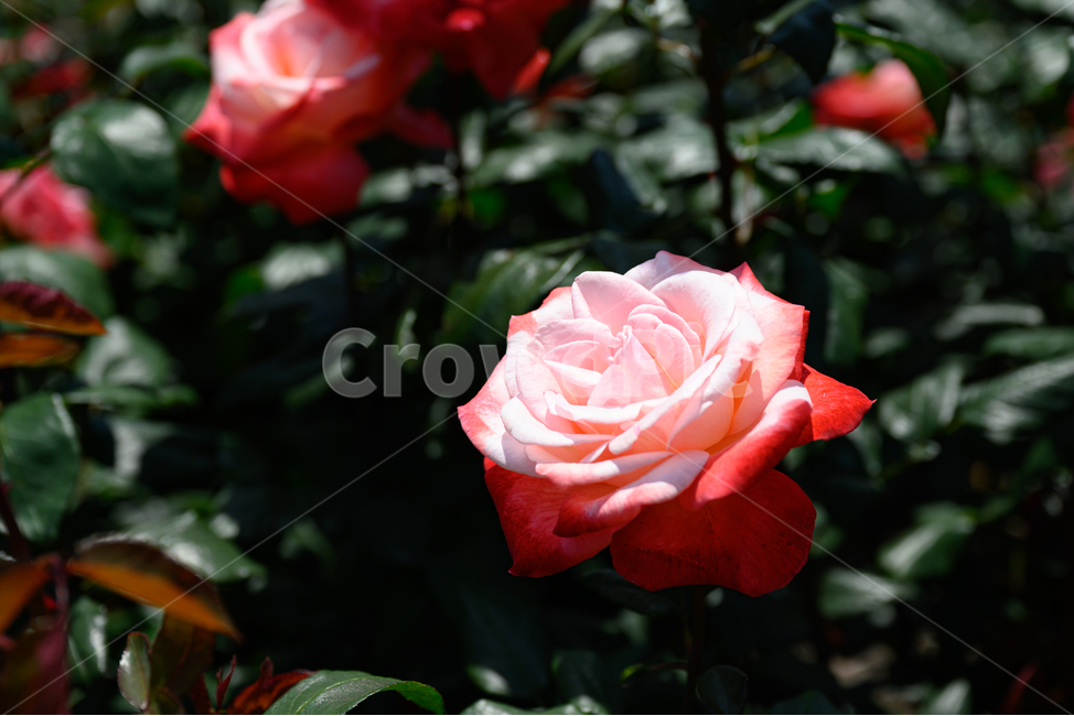 장미,장미숲,장미공원,장미축제,분홍장미,장미송이,식물,자연,plants,nature,꽃,flower