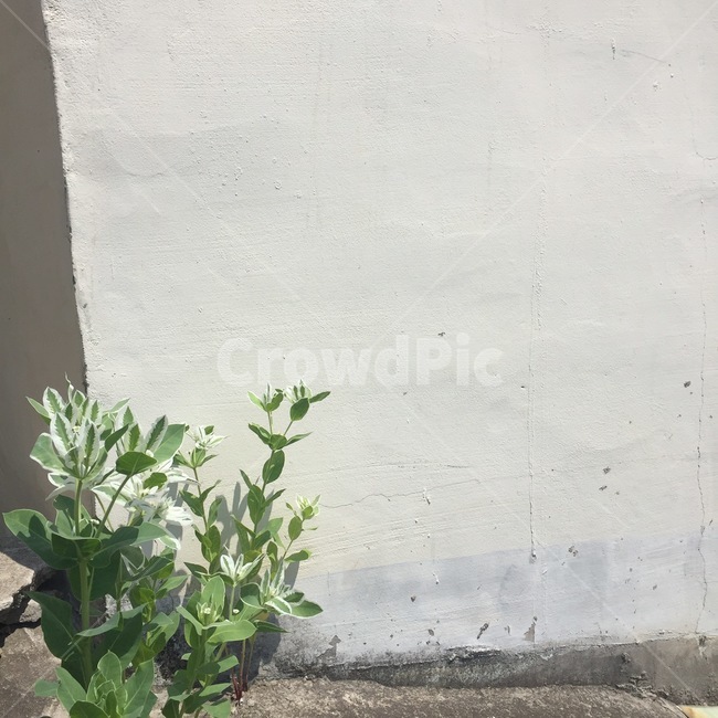 꽃,감성,flower,wall,벽,초록색,아이보리