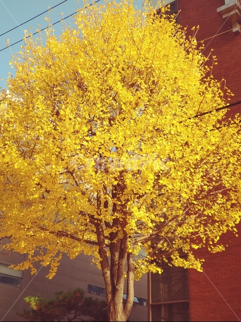 은행나무,단풍,은행잎,가을,계절,fall