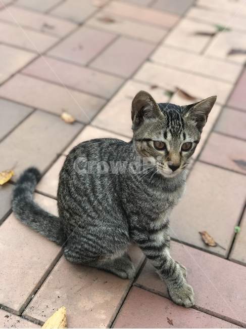 pet,mammal,animal,동물,cat,포유류,동물,animal,포유류,mammal,고양이,cat,kitten,kitty