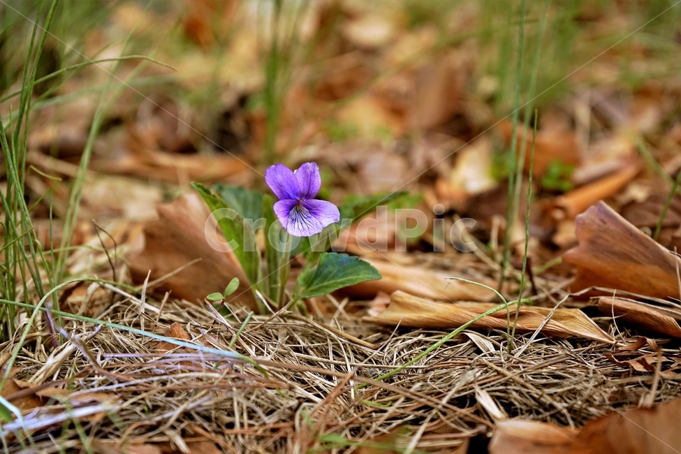 제비꽃,보라색,봄,꽃,식물,violet,purple,식물,자연,plants,nature,꽃,flower