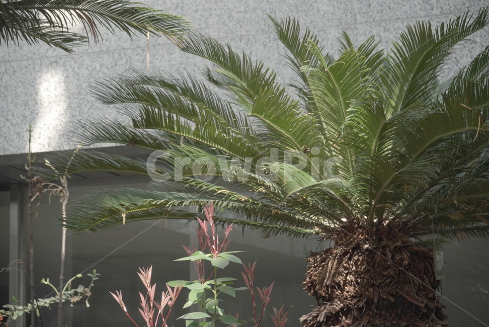 tree,나무,arecaceae,palmtree,야자수,plant,식물