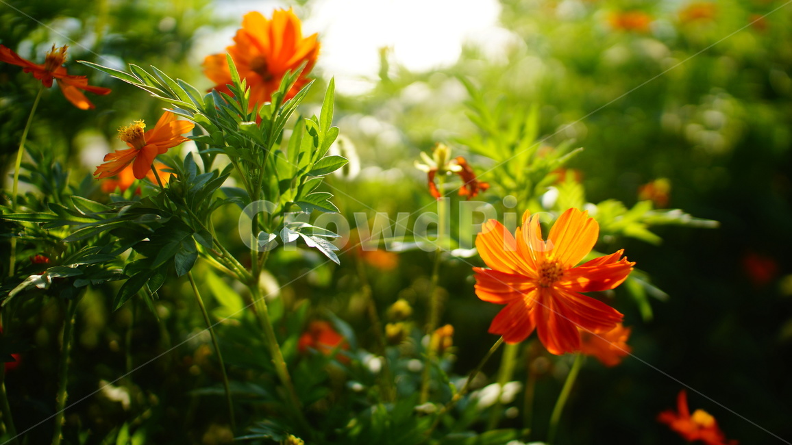 plant,식물,flower,꽃,blossom,cosmos,코스모스