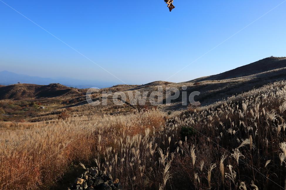 가을,억새,엇새밭,황매산,autumn,reed,감성,가을,계절,fall,autumn,season,자연,풍경,nature,landscape,leisure activities,레저 활동,adventure,모험,outdoors,옥외