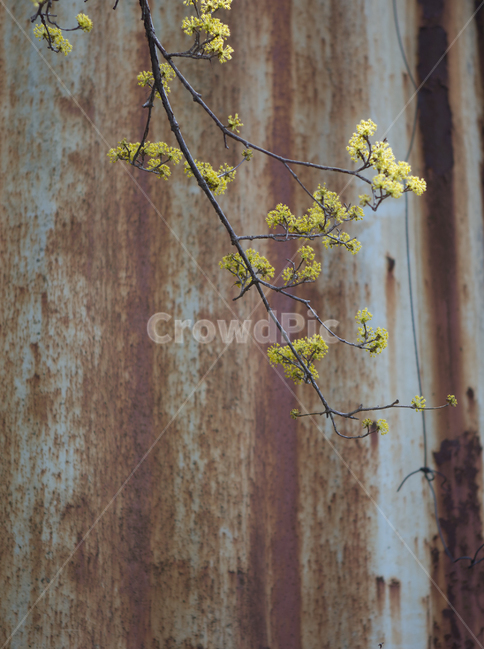 꽃,자연,개나리,컨테이너,봄,봄,계절,spring,season,식물,자연,plants,nature,꽃,flower,plant,tree,나무