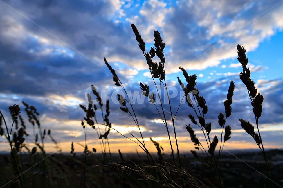 일출,하늘,구름,풀,자연,풍경,sunrise,sky,cloud,grass,nature