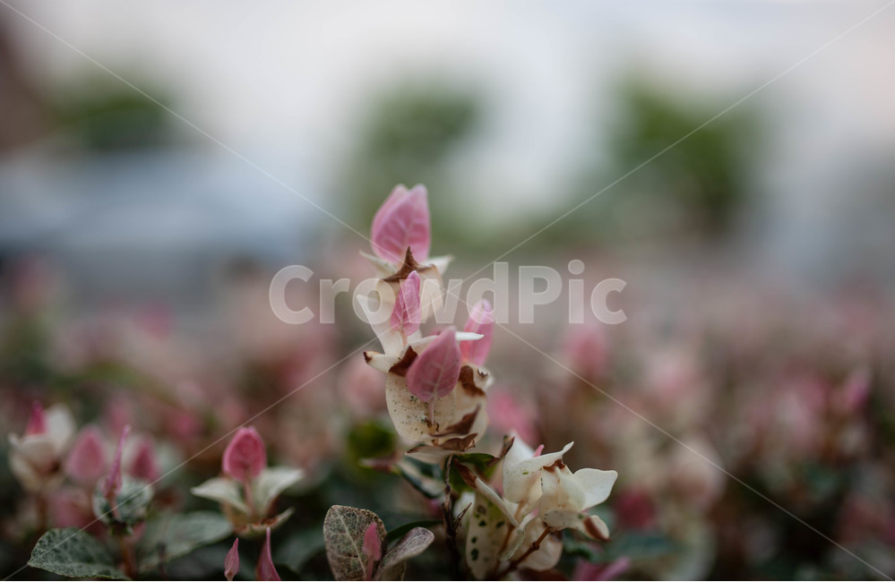 꽃,화단,flowers,식물,botanical,식물,자연,plants,nature