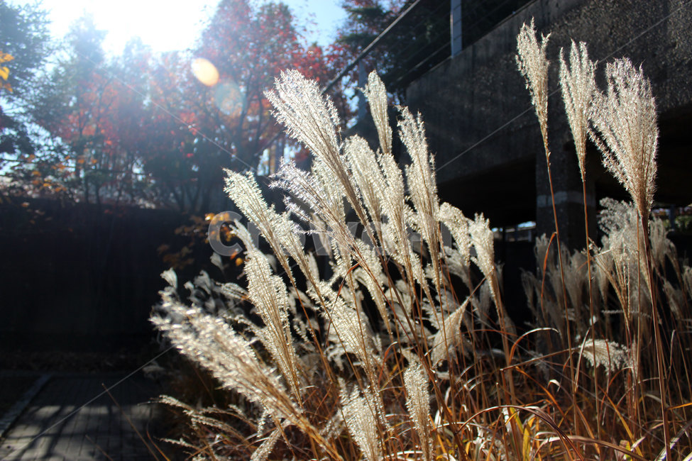 갈대,식물,plant,가을,nature,가을,계절,fall,autumn,season