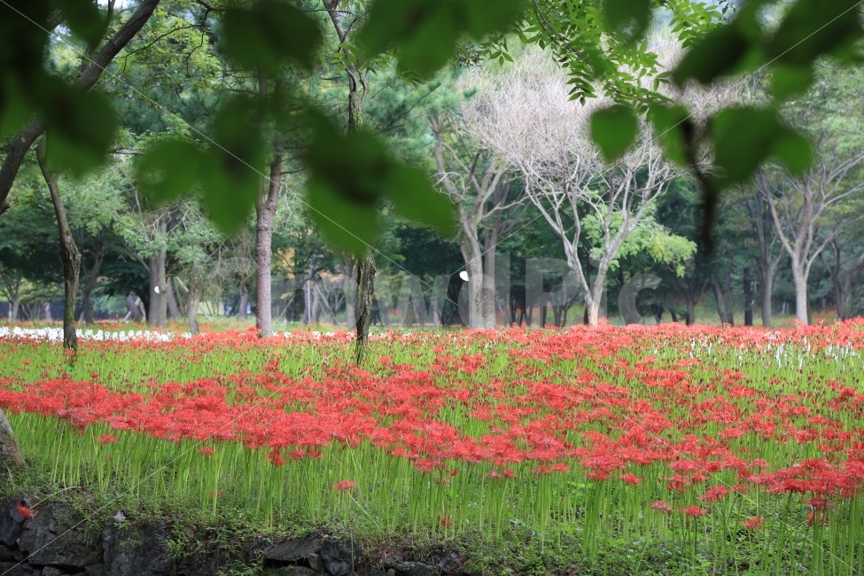 상사화,꽃무릇,빨간꽃,불갑사,선운사,식물,풍경,자연,풍경,nature,landscape,plant