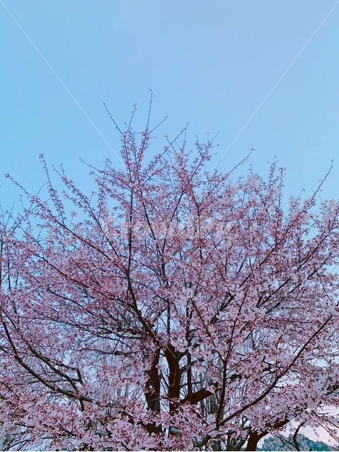 벚꽃,벚꽃나무,봄,풍경,감성사진,계절,season,cherryblossom,spring,분홍,plant,식물
