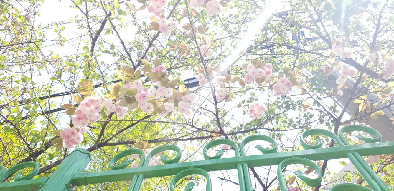 겹벚꽃,햇살,벚꽃들,4월,벚꽃,봄