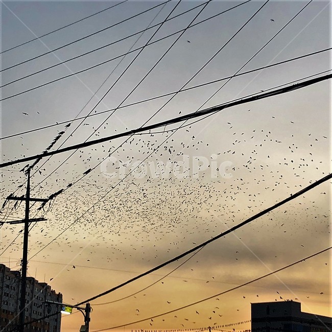 까마귀떼,울산,전선,해질녘,새