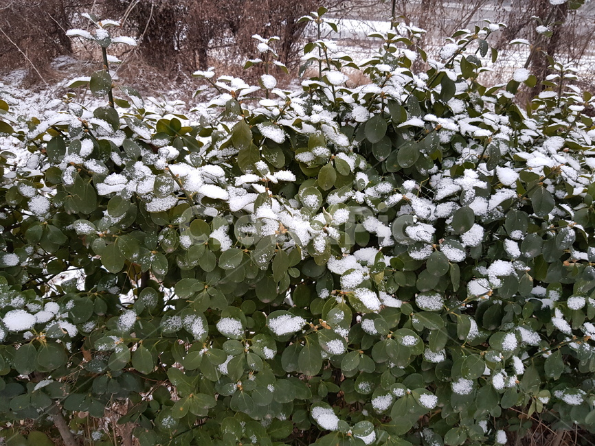 식물,잎,leaf,snow,눈,겨울