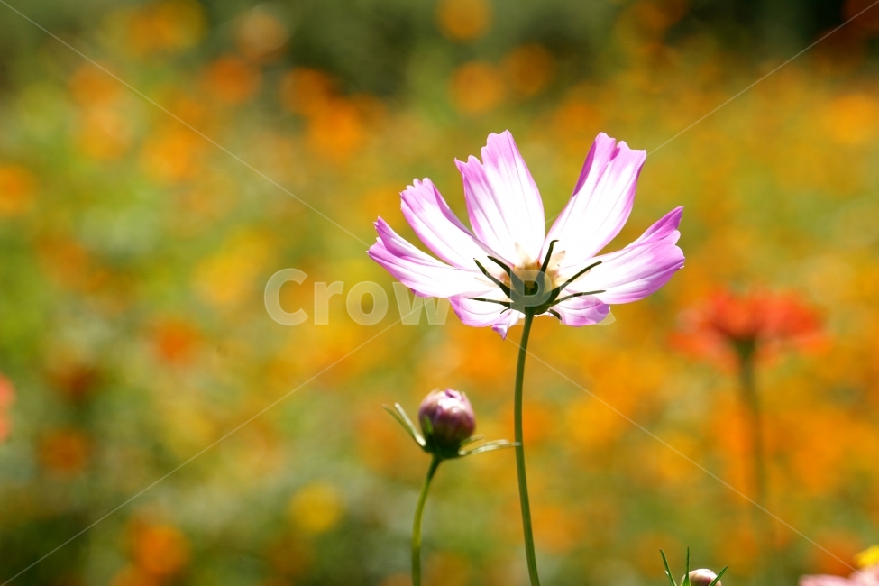 가을,코스모스,황화코스모스,꽃사진이미지,반사,식물,자연,plants,nature,꽃,flower
