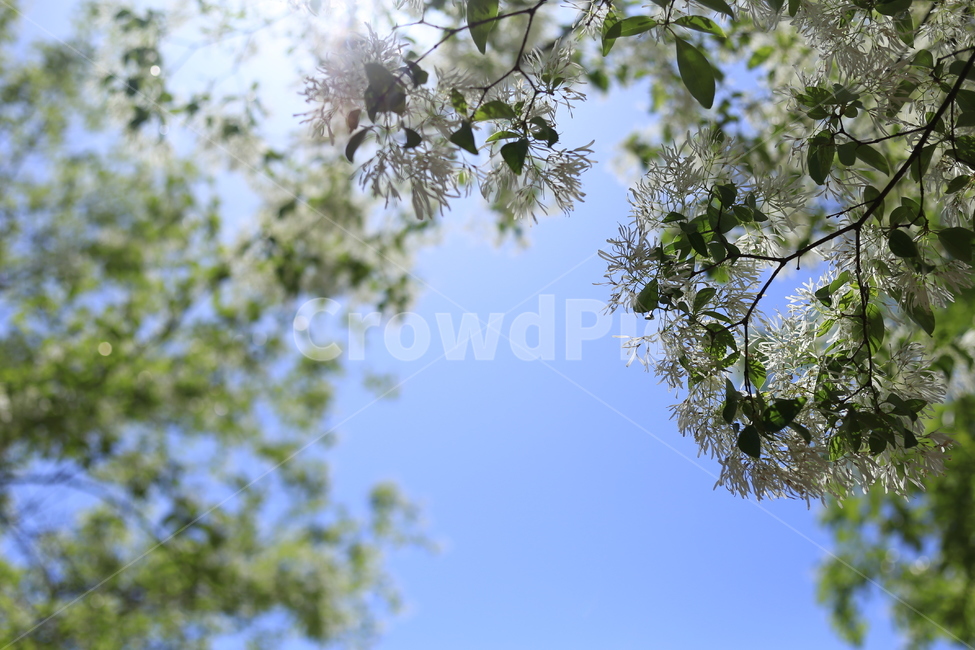 햇살,싱그러움,나무,일상,공원,sky,tree,daily,주말,데이트,식물,자연,plants,nature,꽃,flower