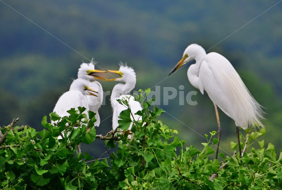 animal,동물,bird,새,egret,백로,백로육추,육추,waterfowl,물새,stork,황새,동물,animal,조류,새,birds