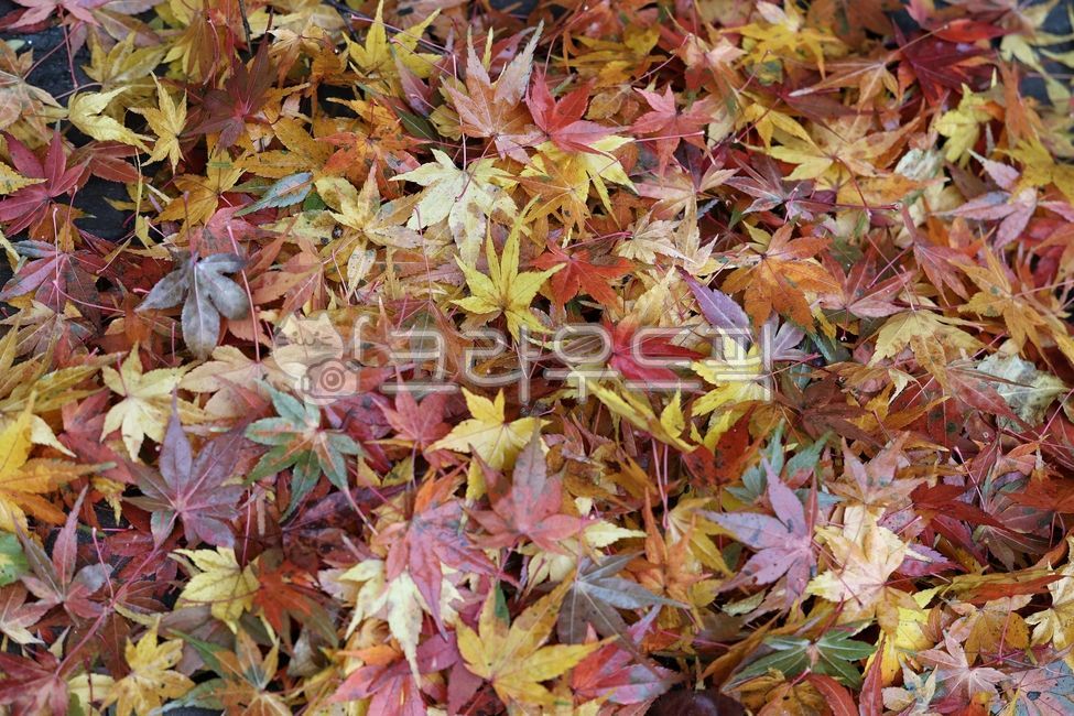 가을, 가을색, 단풍잎, 낙엽, autumn, 사진,이미지,일러스트,캘리그라피 - 감성담다작가