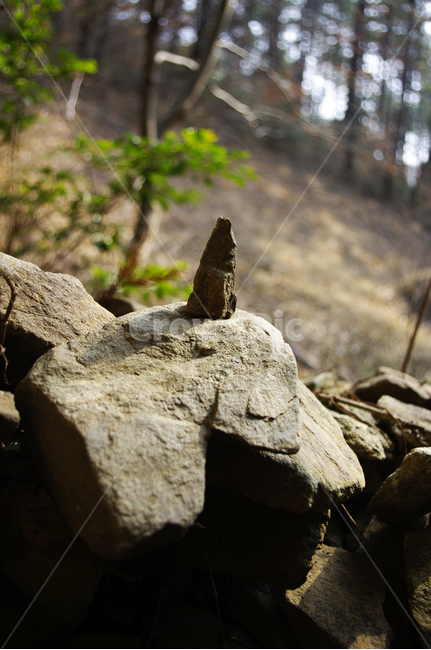 자연,식물,plant,돌,바위,nature