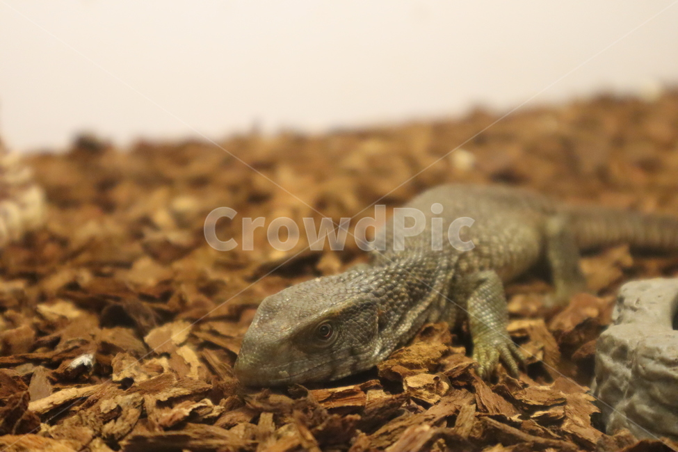 reptile,도마뱀,사바나모니터,파충류,초록,green,동물,비열한,파충류,양서류,reptile,amphibian