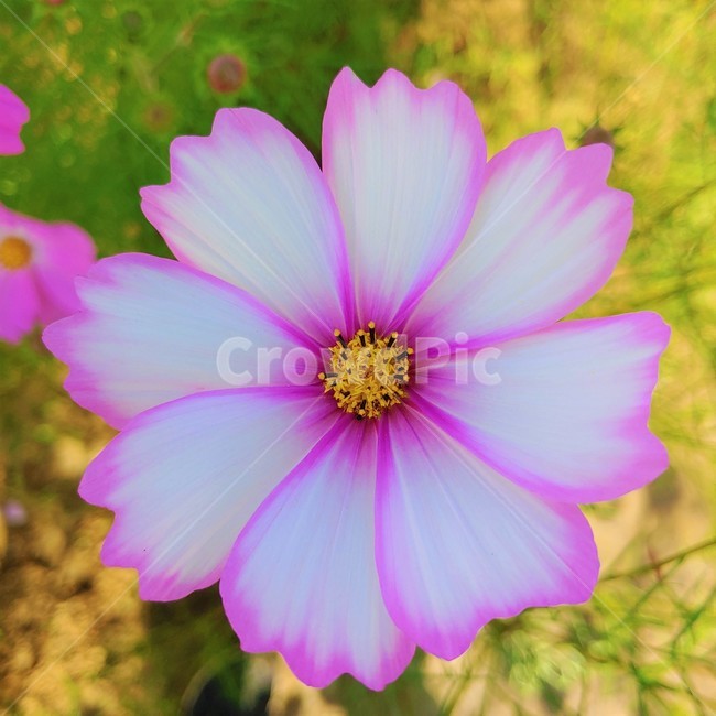 plant,식물,꽃,flower,가을,autumn,fall,보라색,violet,코스모스,cosmos,식물,자연,plants,nature,꽃,flower