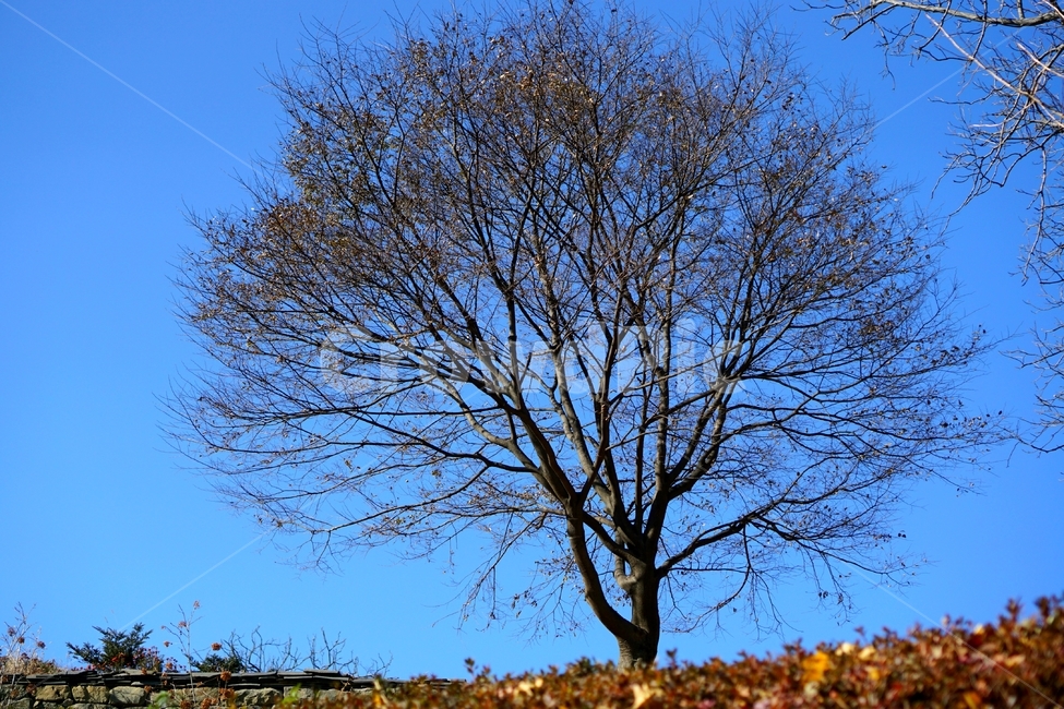 tree,나무,plant,식물,나무줄기,가을,식물,자연,plants,nature,나무,trees,wood