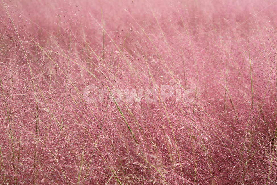 park,garden,pinkmuhlygrass,grass,muhly,pinkmuhly,pink,rough,natural,nature,beautiful,textured,vintage,texture,background,공원,정원,들,뮬리,분홍,핑크,핑크뮬리,억새,억새풀,식물,자연,plants,nature