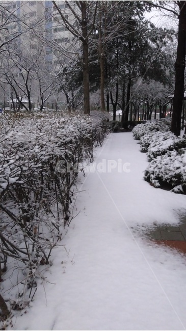 아침눈,폭설,눈길,눈,대구눈,75,순백,미지의길,길,겨울,계절,winter,season
