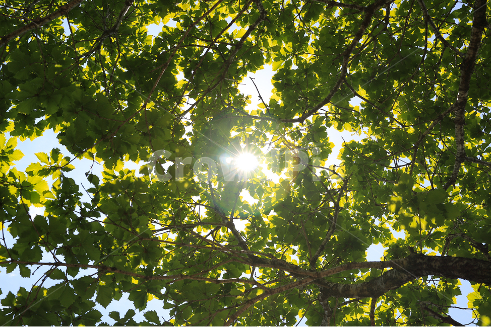 여름,빛,나무,식물,자연,plants,nature,sunshine,풍경,wood,tree,초록,green,역광,식물,자연,plants,nature