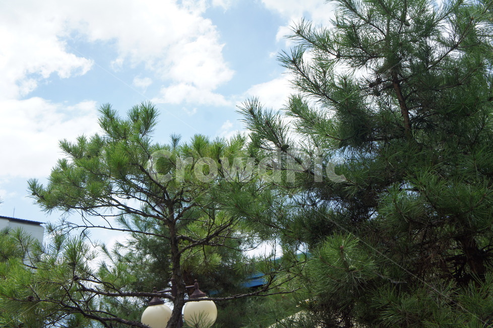 정원,하늘,조명,나무,식물,plant,tree,fir,전나무,abies,conifer,구과식물