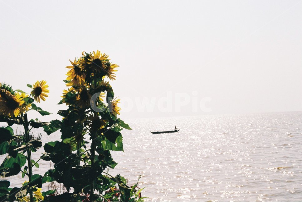 해바라기,호수,보트,평온,일렁이는,반짝이는,식물,자연,plants,nature,꽃,flower,휴식,힐링,rest,relaxation,healing