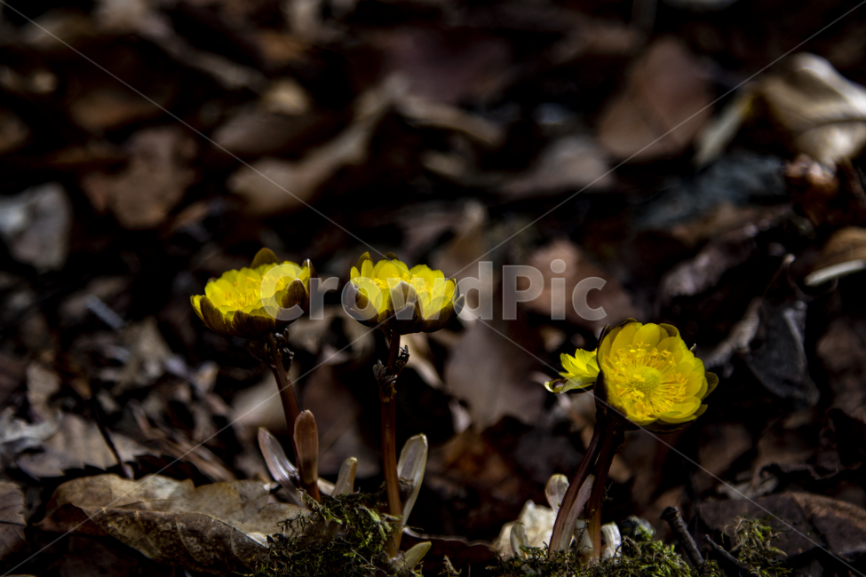 봄,야생화,새싹,복수초,설국화,바람,봄,계절,spring,season,식물,자연,plants,nature,꽃,flower,plant