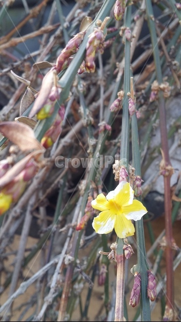 개나리,클로즈업,식물,꽃,plant,flower,식물,자연,plants,nature,꽃,flower