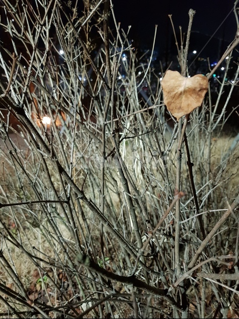 낙엽,가느다란,가을밤,가을,저녁,밤,어두운