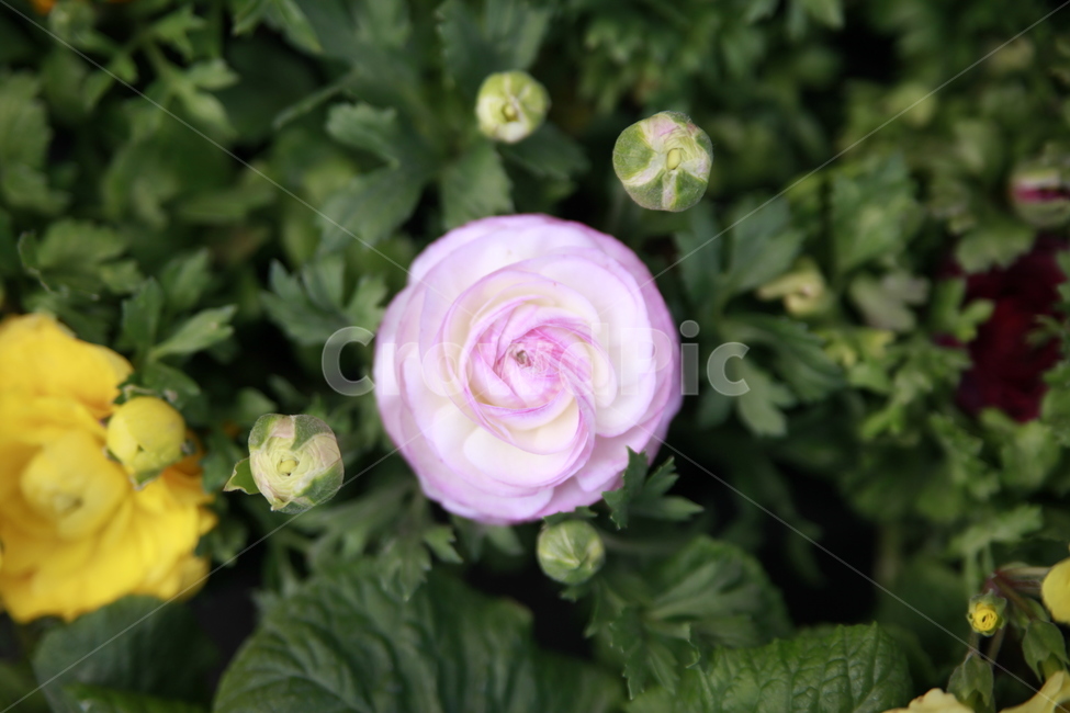 봄꽃,꽃,아름다움,봄소식,식물,클로즈업,식물,자연,plants,nature,꽃,flower