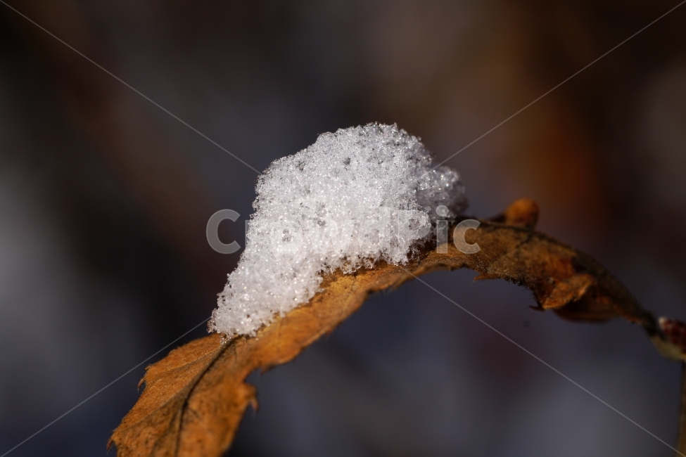 겨울,계절,자연,winter,season,nature,눈,snow,흰눈,한국자연,korea,스냅,스냅사진,감성,감성사진,snap,snapshot,겨울눈,눈이내리는,눈내리는,눈오는,눈내린,풍경,landscape,눈이쌓인,추위,춥다,추운,낙엽,이파리,나무,식물,plants,ice,얼음,겨울,계절,winter,season
