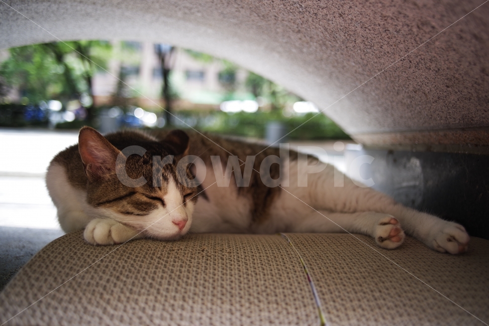고양이,길고양이,길냥이,낮잠,동물,휴식,쪽잠,수면,애완동물,반려동물,자연,생명,예쁜사진,감성사진,바탕화면,배경화면,cat,kitty,kitten,cute,lovely,adorable,nature,natural,street,streetcat,stray,straycat,wild,wildcat,wildlife,wildanimal,야생동물,야생,nap,catnap,beauty,beautiful,동물,animal,포유류,mammal,고양이,cat,kitten,kitty