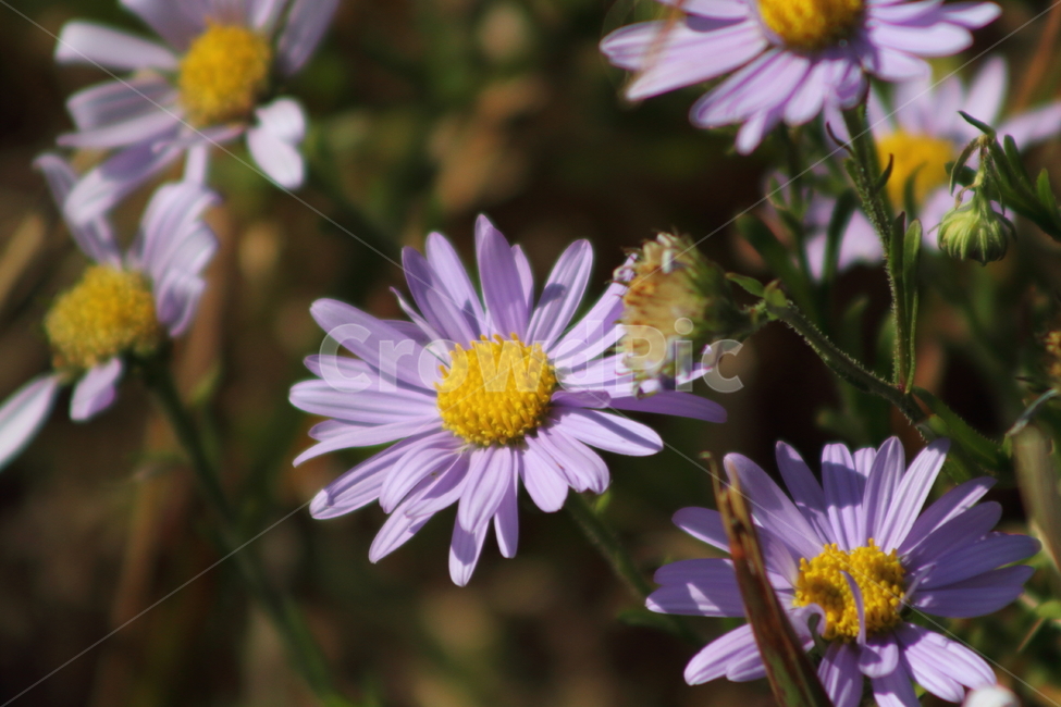 눈개쑥부쟁이,꽃,식물,야생화,koreanmontaneaster,식물,자연,plants,nature,꽃,flower