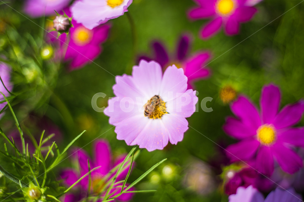 코스모스,cosmos,commoncosmos,가을,fall,식물,꽃밭,plant,flower,꽃,벌,꿀벌,bee