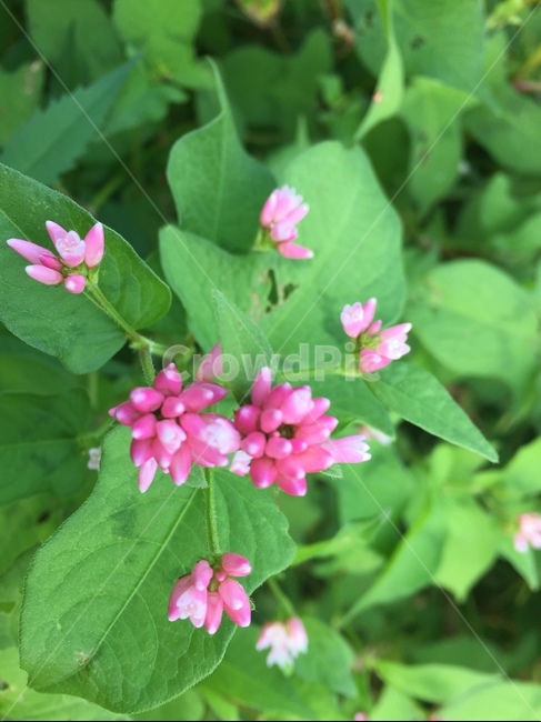 꽃,자연,고마리꽃,nature,flower,식물,자연,plants,nature
