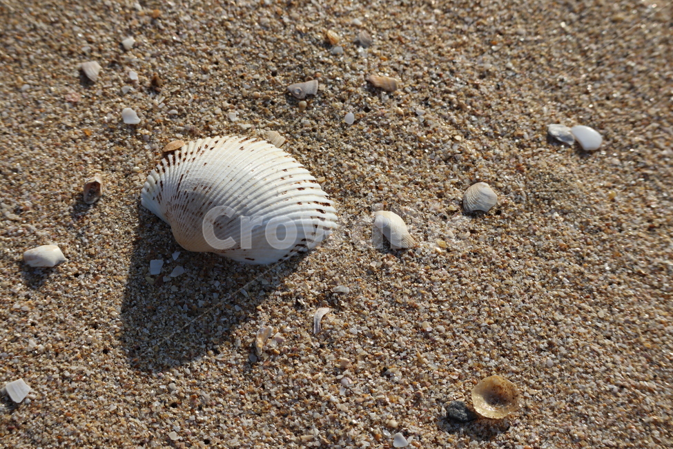 바다,모래,해변,조개,모래사장,해변,바다,beach,sea