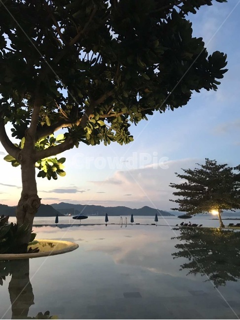 tree,나무,plant,식물,하늘,바다,풍경,노을