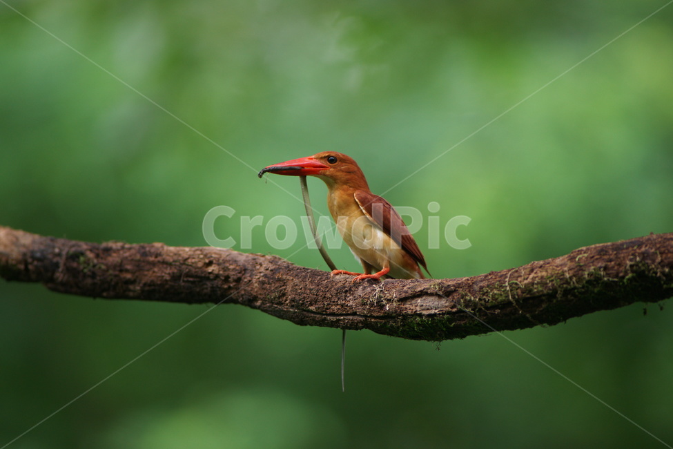 호반새,사냥,육추,조류,새,동물,animal,조류,새,birds