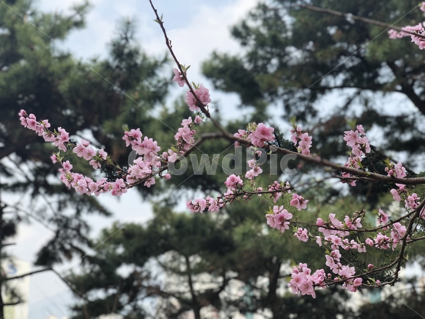 꽃,벚꽃,flower,봄꽃,cherryblosom,spring,하늘,봄하늘,sky