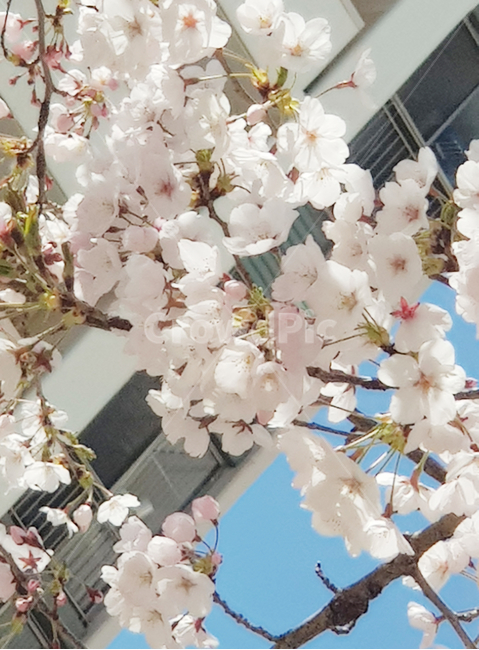 벚꽃,아파트단지내,주변꽃,화창한날,식물,만개,꽃