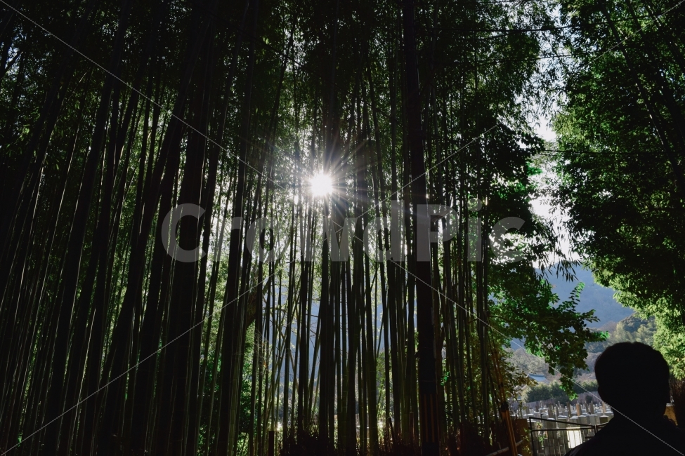 대나무,숲,해,하늘,자연,자연,풍경,nature,landscape,사람,인물,인간,human,person,plant,식물