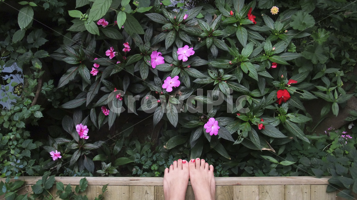 발,꽃,식물,flower,foot,plants,맨발,조경,실내,조화,마루,나무바닥,수중정원,minigarden,wood,pink,red,green