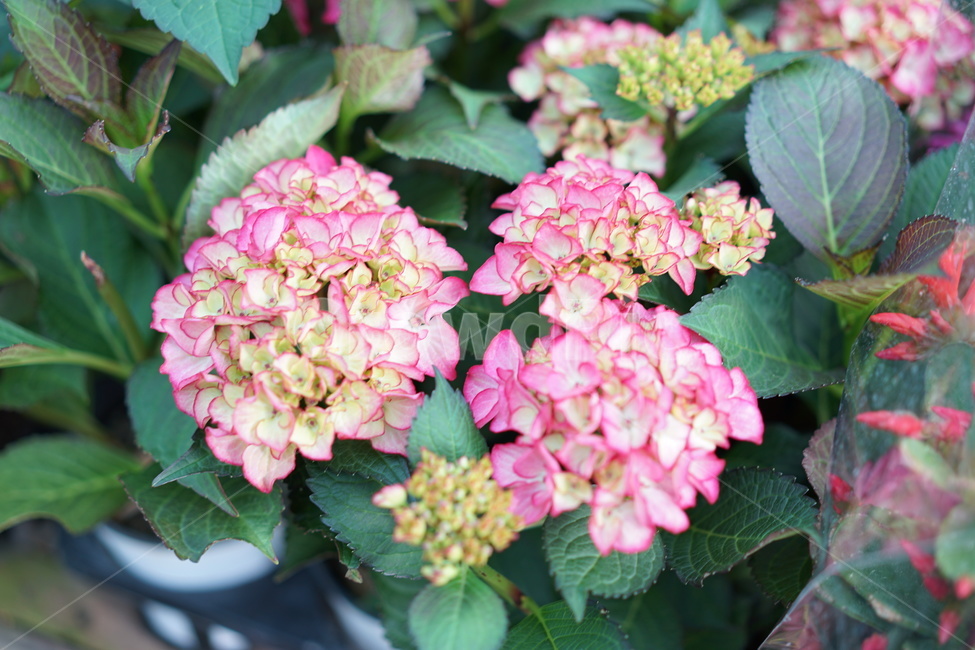 꽃가게,식물,수국,꽃선물,화분,식물,자연,plants,nature,꽃,flower